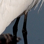 IMG_8187 Aigrette garzette